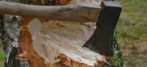 Kácení stromů bez pokut a bez povolení