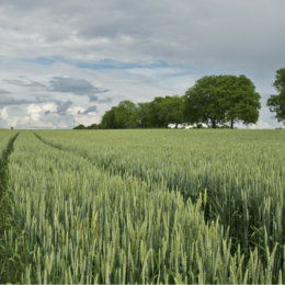Rozhovor s investorem – jak vydělat na zemědělské půdě
