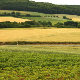 Jak nejlépe prodat zemědělskou půdu