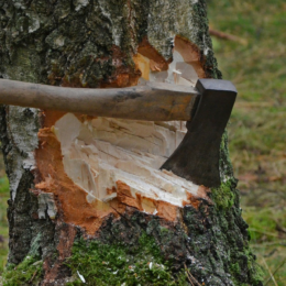 Kácení stromů bez pokut a bez povolení